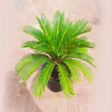 Cycas Revoluta